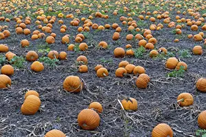 Agriculture Landscape Stampe: Large field with many pumpkins