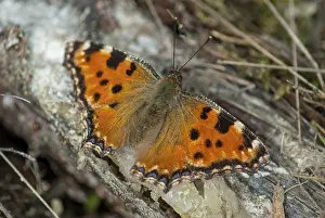 Stampe di Volpe grande, scaglia di tartaruga grande, nymphalis polychloros, farfalla, insetti, farfalla, farfalle Tartaruga Grande Stampe: Volpe grande, carapace di tartaruga grande.