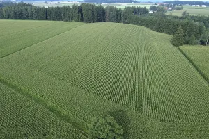 Upper Bavaria Landscape Photo Stampe: Large maize fields in Chiemgau