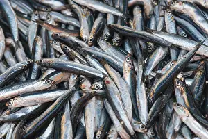 Spratto Stampe: Grande quantità di pesci d'argento, distesi l'uno accanto all'altro.