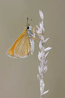 Large Skipper Butterfly Stampe: Large skipper (Ochlodes sylvanus)