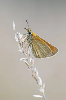 Large Skipper Butterfly Stampe: Large skipper (Ochlodes sylvanus)