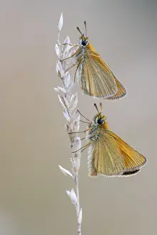 German Fauna Images Stampe: Large skipper (Ochlodes sylvanus)