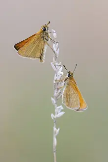 Large Skipper Butterfly Stampe: Large skipper (Ochlodes sylvanus)