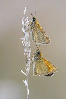 Large Skipper Butterfly Stampe: Large skipper (Ochlodes sylvanus)