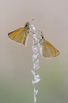 Large Skipper Butterfly Stampe: Large skipper (Ochlodes sylvanus)