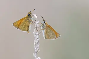 Large Skipper Butterfly Stampe: Large skipper (Ochlodes sylvanus)