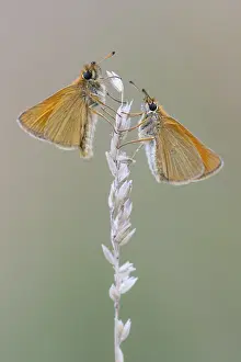 Large Skipper Butterfly Stampe: Large skipper (Ochlodes sylvanus)