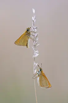 Large Skipper Butterfly Stampe: Large skipper (Ochlodes sylvanus)