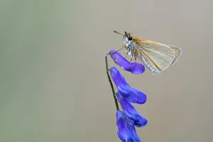 Large Skipper Butterfly Stampe: Large skipper (Ochlodes sylvanus)