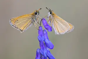 Large Skipper Butterfly Stampe: Large skipper (Ochlodes sylvanus)