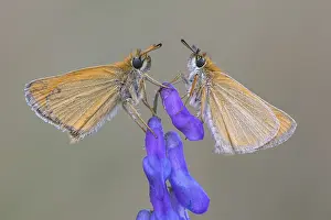 Large Skipper Butterfly Stampe: Large skipper (Ochlodes sylvanus)