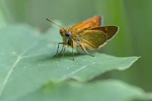 Large Skipper Butterfly Stampe: Large skipper (Ochlodes sylvanus)