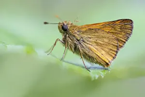 Large Skipper Butterfly Stampe: Large skipper (Ochlodes sylvanus)