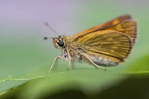 Large Skipper Butterfly Stampe: Large skipper (Ochlodes sylvanus)