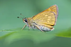 Large Skipper Butterfly Stampe: Large skipper (Ochlodes sylvanus)