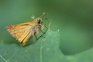 Large Skipper Butterfly Stampe: Large skipper (Ochlodes sylvanus)