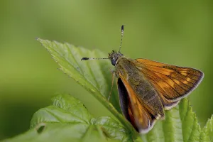 Immagini datate 11 giugno 2024: Large skipper butterfly print