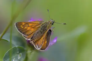 Immagini con data 10 giugno 2024: Large skipper butterfly print