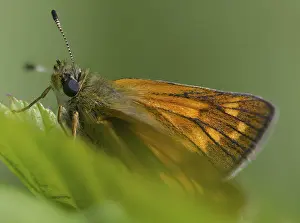 Immagini datate 11 giugno 2024: Large skipper butterfly print