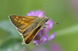 Immagini con data 10 giugno 2024: Large skipper butterfly print