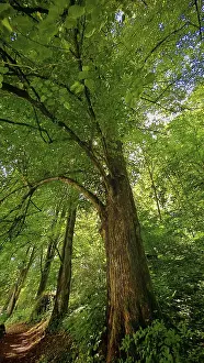 Franconian Forest Stampe: Large tree next to a narrow path in a dense