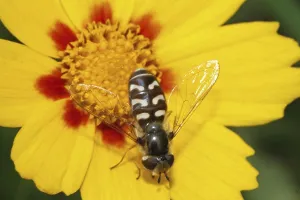 Natural Habitat Stampe: Late Large-fronted Hoverfly