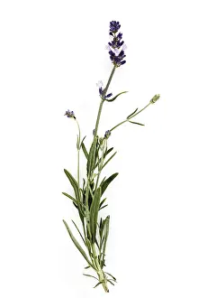 Medicinal Herb Plant Stampe: Lavender