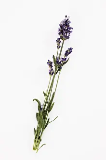 Common Lavender Plant Stampe: Lavender branch
