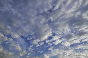 Evening Sky Atmosphere Stampe: Layer of fluffy clouds, altocumulus clouds