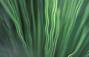 Close Up Green Leaves Stampe: Leaf