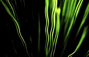 Multi Colored Plant Life Stampe: Leaf