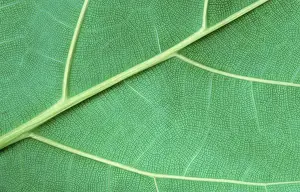 Green Plant Details Stampe: Leaf detail
