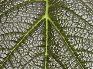 Close Up Plant Detail Stampe: Leaf detail