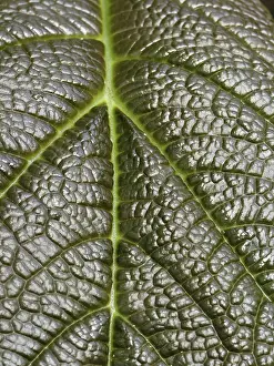 Close View Of A Leaf Stampe: Leaf detail