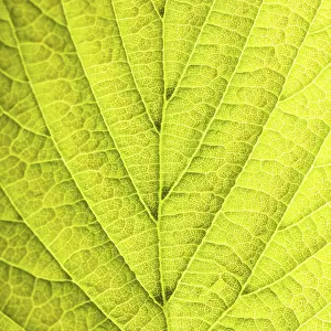 Deserted Tree Environment Stampe: Leaf background very close up for design