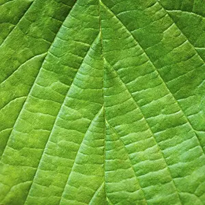 Deserted Tree Environment Stampe: Leaf background very close up for design