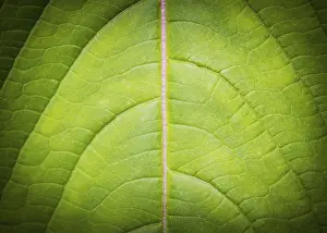 Macro Photography Stampe: Leaf background and texture low key macro