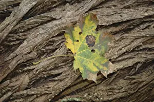 Empty Autumn Landscape Stampe: Leaf on bark