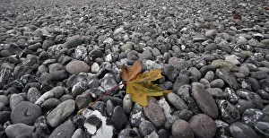 Colorful Autumn Leaf Stampe: Leaf on the beach