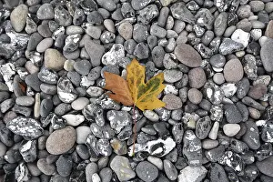 Colourful Autumn Leaves Stampe: Leaf on the beach