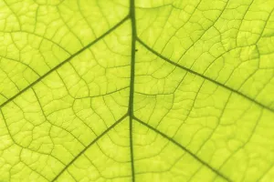 Close Up Leaf View Stampe: Leaf from below, leaf structure, detail view