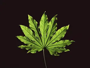 Botany Studio Photography Stampe: Leaf in front of a black backdrop