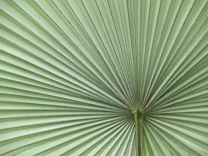 Leaf Structure Stampe: Leaf, leaf structure, leaf structures