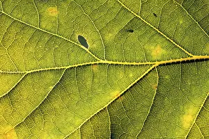 Oak Tree Backlight Shot Stampe: Leaf of an oak, after-image of the leaf structure against the light