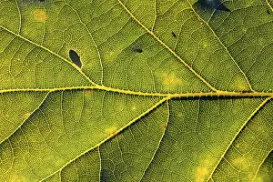 Backlighting In Nature Stampe: Leaf of an oak, after-image of the leaf structure against the light
