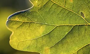 Backlit Oak Tree Photo Stampe: Leaf of an oak, after-image of the leaf structure against the light