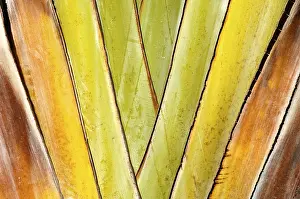 Palm Tree Leaf Stampe: Leaf of a palm