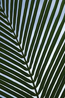 Jungle Vegetation Stampe: Leaf of a palm tree