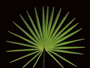 Studio Plant Photography Stampe: Leaf of a palm tree in front of a black backdrop